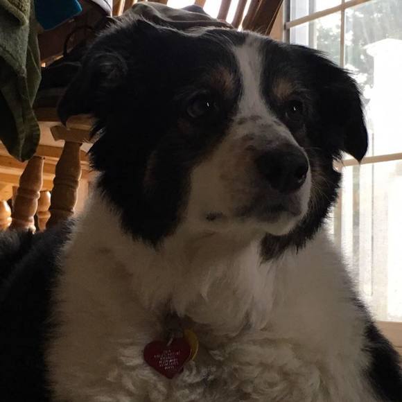 Keith Swartz - Poshmark Profile Picture of Keith Swartz (@keith_the_pug) on Poshmark