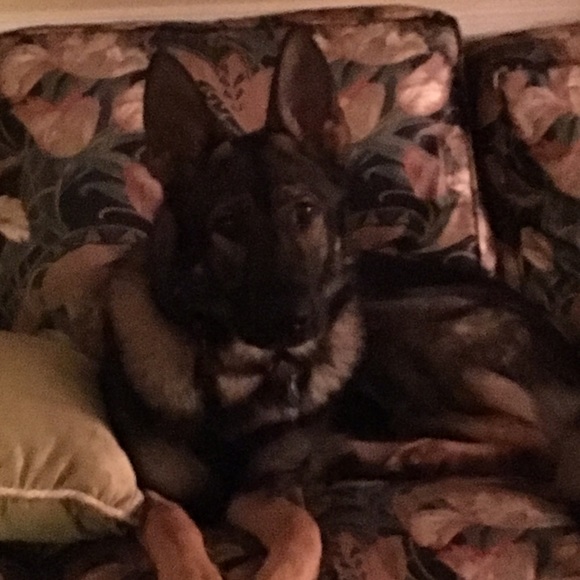 Leah Lyerly - Poshmark Profile Picture of Leah Lyerly (@lindergirl) on Poshmark