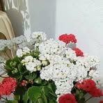 Profile Picture of Joséphine Maria (@Joséphine-Maria) on Facebook