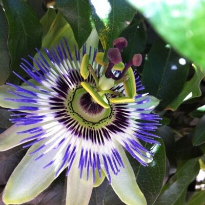 Profile Picture of Linette Hernandez (@maialinette) on Twitter