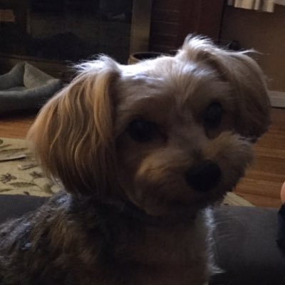 Profile Picture of Tom Crompton (@TomCrompton3) on Twitter