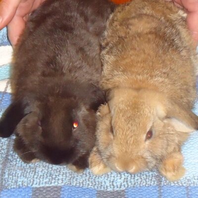 Profile Picture of Bob Is A Rabbit (@bobisarabbit) on Twitter