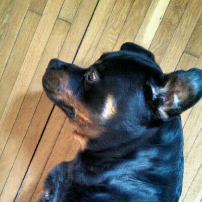 Profile Picture of Neal Kramer (@cff4ca06b3084c8) on Twitter