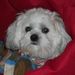 Profile Picture of Connie Pfefferle Whalen (@conniepfefferle) on Pinterest