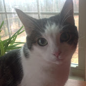 Profile Picture of Danielle Boyer (@danielleboyer5844) on Youtube