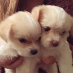 Profile Picture of Sylvia Frederick (@fredericksylvia) on Instagram