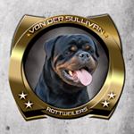 Profile Picture of Von Der Sullivan Rottweilers (@vds_rottweilers) on Instagram
