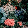 Profile Picture of Ada Zhang (@@user428944353353) on Tiktok