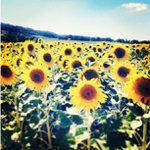 Profile Picture of Susie Davis (@nidanst) on Instagram