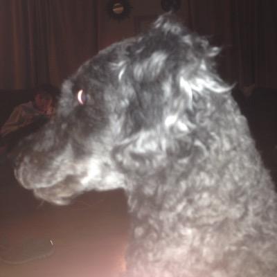 Profile Picture of Jacob P. Sikes (@Tox1c_Walrus) on Twitter