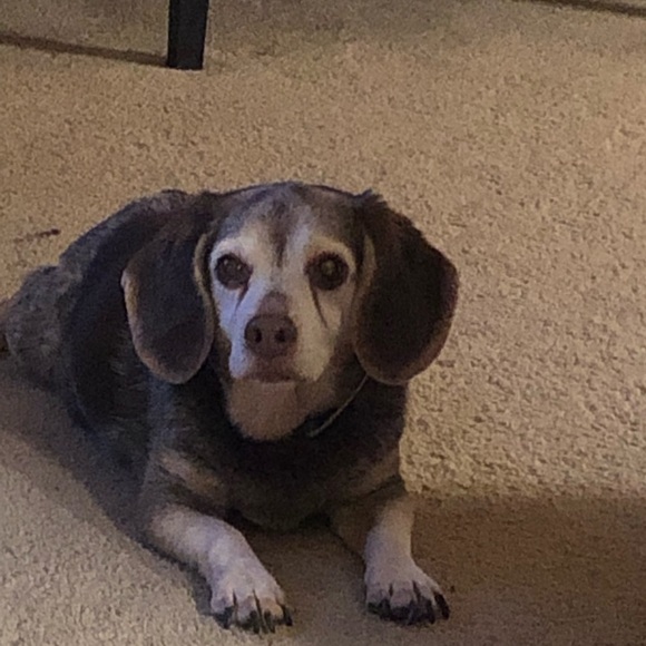 Dana Hanczyc - Poshmark Profile Picture of Dana Hanczyc (@dana4727) on Poshmark