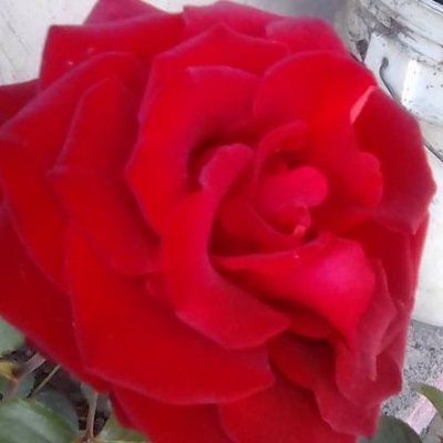 Profile Picture of Lupe Cisneros (@LupeCisneros11) on Twitter