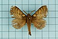 Profile Picture of Kunugia undanson Wikipedia