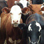 Profile Picture of Dale and cindy faulkenberry (@circlefcattlecompany) on Instagram