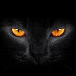 Profile Picture of Thomas Nobis (@thomas_nobis) on Instagram