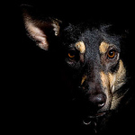 Tuyen Tran - Flickr Profile Picture of Tuyen Tran (@cút chiên bơ) on Flickr