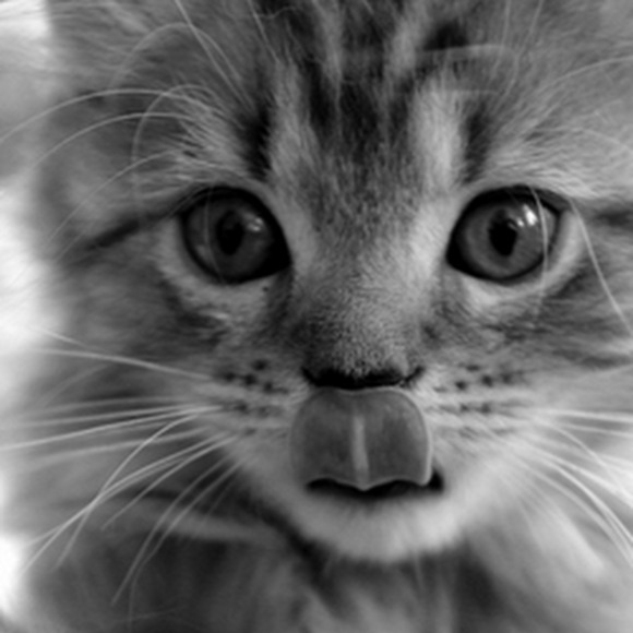 Profile Picture of Sarah Dembeck (@sdembeck) on Poshmark