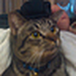 Profile Picture of Liz Wong (@lizwongle) on Flickr