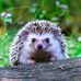 Profile Picture of Claude Chartier (@profile.php) on Facebook