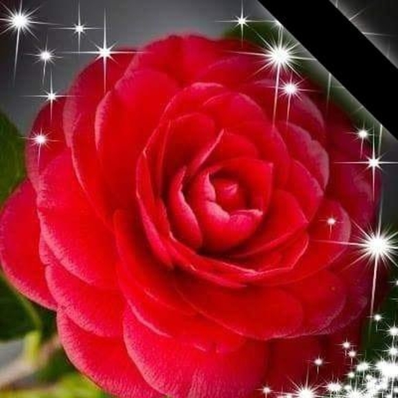 Profile Picture of Ilario Miguel (@ilariomiguel68) on Poshmark