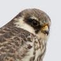 Profile Picture of Forrest Fong (@forrest-fong-1) on Quora