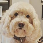 Profile Picture of Matt Jung (@matt_jung) on Instagram