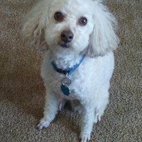 Lori Cryer - Pinterest Profile Picture of Lori Cryer (@lorimc1971) on Pinterest