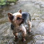 Profile Picture of Rusty Mason Bolling (@rusty.the.yorki) on Instagram