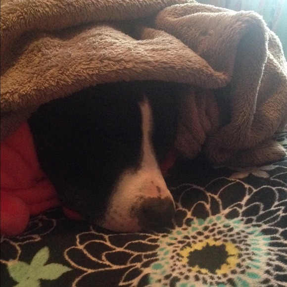 Profile Picture of Brittany Defibaugh (@brittanydef7) on Poshmark