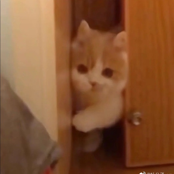 Profile Picture of Tong Chen (@takomako) on Poshmark