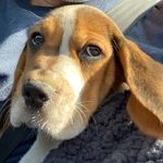 Profile Picture of Snoopy Rolo Stapleton Handsome (@_thebeaglehaslanded) on Instagram