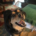 Profile Picture of Carol Goad (@carolgoad) on Instagram