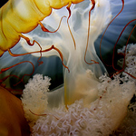 Profile Picture of Jocelyn Richards (@jocelynrichards@ymail.com) on Flickr