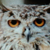 Profile Picture of Robert Rohrbaugh (@robertrohrbaugh1798) on Youtube