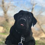 Profile Picture of Luna Ehrhardt-Martin🐶 (@luna_martin18) on Instagram