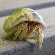 Profile Picture of Catherine Chung (@Yeemao257) on Youtube