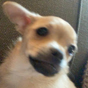 Zack Adkins - Youtube Profile Picture of Zack Adkins (@zackadkins4670) on Youtube