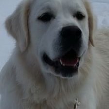 Profile Picture of Jim Venditti (@kblpone) on Twitter