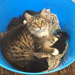 Profile Picture of Joseph Pettigrew (@sheep7265) on Instagram