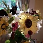 Profile Picture of Roxanne Schad-Brink (@schadbrink) on Instagram