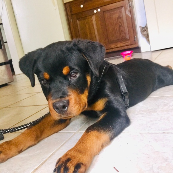 Profile Picture of Bianca Cook (@bthischick) on Poshmark