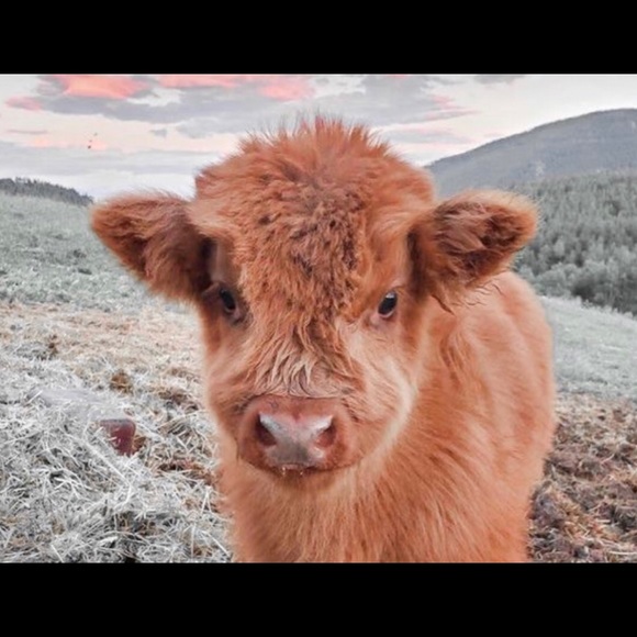 Profile Picture of Maddie Vittitow (@maddievittitow) on Poshmark