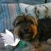 Profile Picture of Toby Bear (@toby.bear.1804) on Facebook