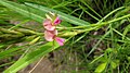Profile Picture of Alysicarpus glumaceuson Wikipedia