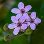 Profile Picture of Marian Larkin (@nariamnikral) on Instagram