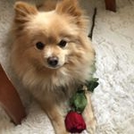 Profile Picture of Teodoro Clark O'Donnell (@teothepalmeranian) on Instagram