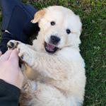 Profile Photo of Eric - Golden Retriever (@eric_goldenboy) on Instagram