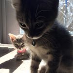 Profile Picture of Bobbie & Moe (@twokooolkats) on Instagram