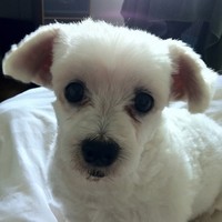 Profile Picture of Brendan Lai (@brendan-lai-1) on Quora