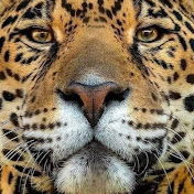 Profile Picture of Miguel Jasso (@migueljasso9856) on Youtube